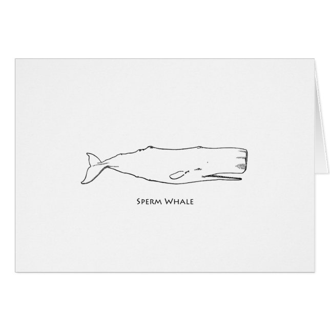 Sperm Whale (line art) (Front Horizontal)