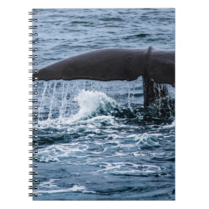 Sperm Whale Notebook