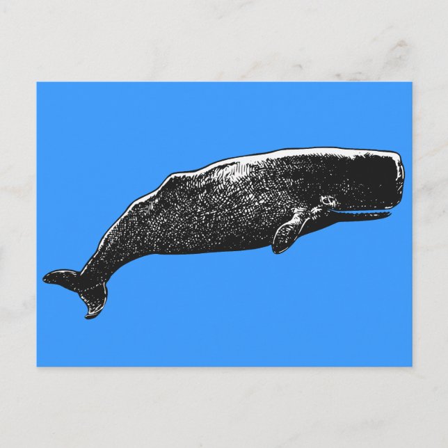 Sperm Whale Postcard (Front)