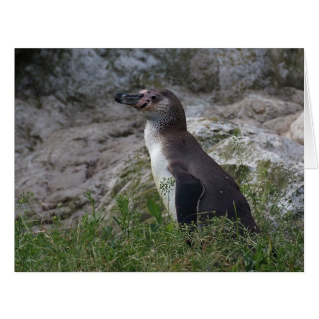 Spheniscus humboldti (Front Horizontal)
