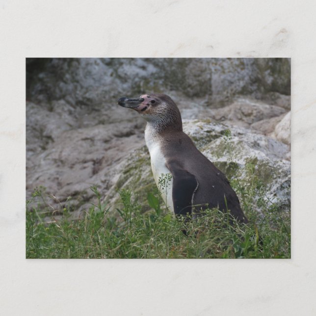 Spheniscus humboldti postcard (Front)