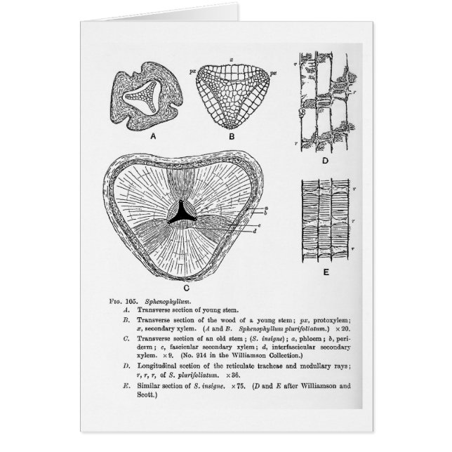 Sphenophyllum art card (Front)