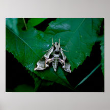 Sphinx Moth on Green Leaf