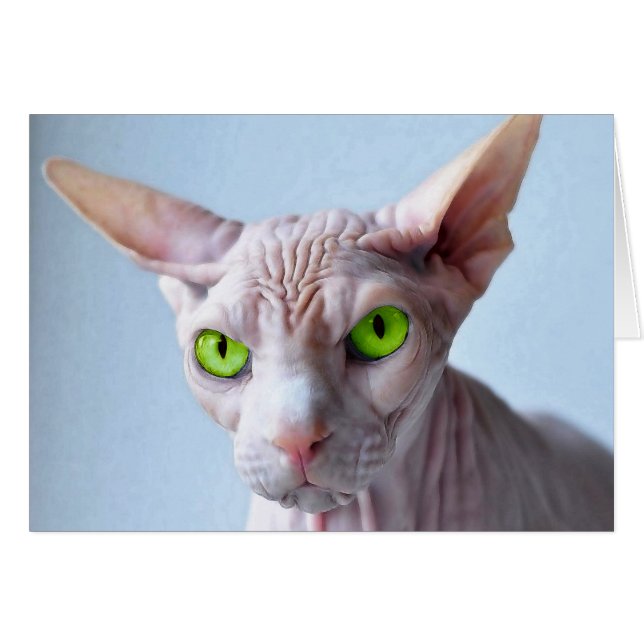 SPHYNX (Front Horizontal)