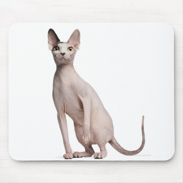 Sphynx (13 months old) mouse pad (Front)