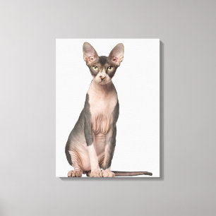 Sphynx (7 months old) sitting canvas print