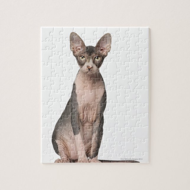 Sphynx (7 months old) sitting jigsaw puzzle (Vertical)