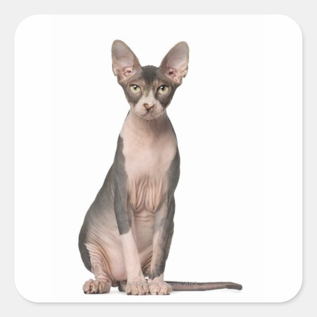 Sphynx (7 months old) sitting square sticker (Front)