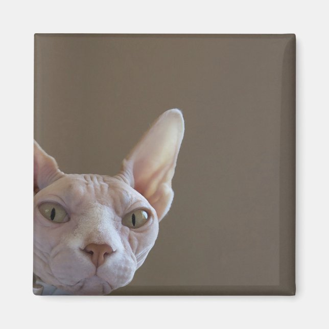 Sphynx Cat Magnet (Front)