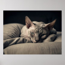 Sphynx Cat