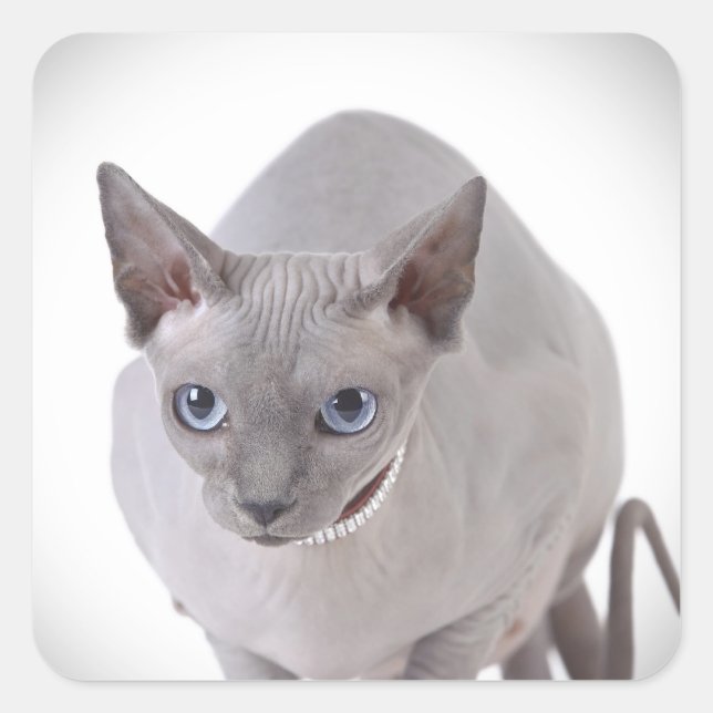 Sphynx cat square sticker (Front)
