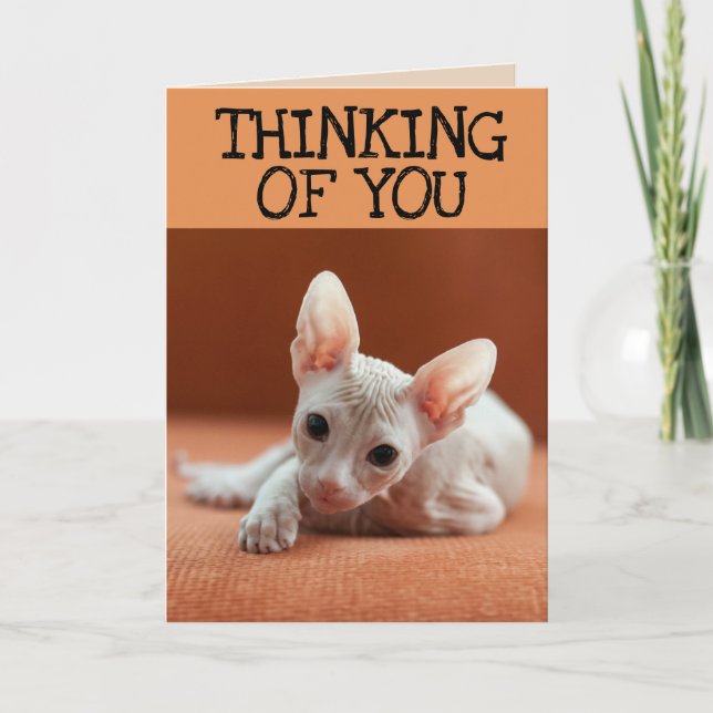 SPHYNX CAT THINKING OF YOU GREETING CARDS (Front)