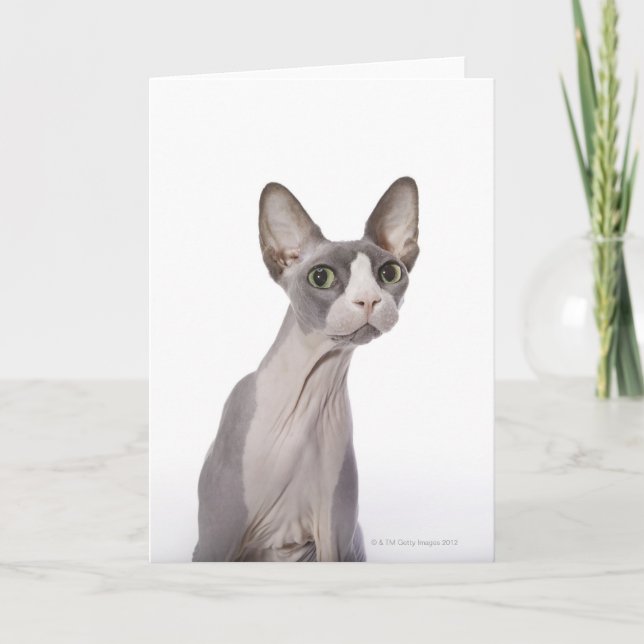 Sphynx Cat with surprised expression Card (Front)
