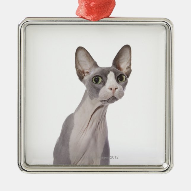 Sphynx Cat with surprised expression Metal Tree Decoration (Front)
