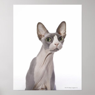 Sphynx Cat with surprised expression Poster