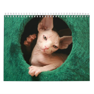 Sphynx Cats Wall Calendar GoSphynx.com