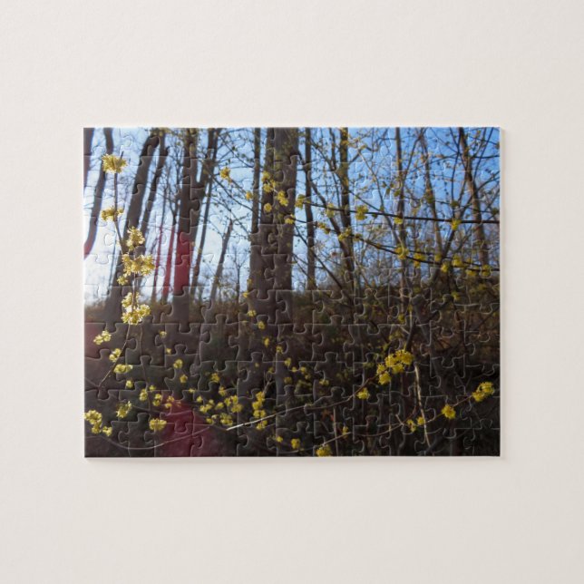 Spicebush Flowers in Spring Jigsaw Puzzle (Horizontal)