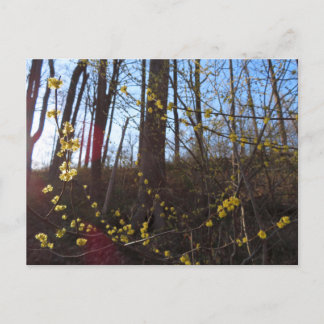 Spicebush Flowers in Spring Postcard