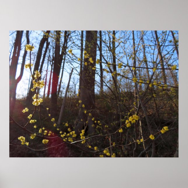 Spicebush Flowers in Spring Poster (Front)