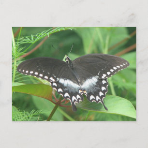 Spicebush Postcard