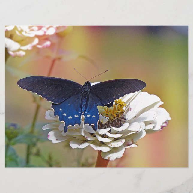 Spicebush Swallowtail (Front)