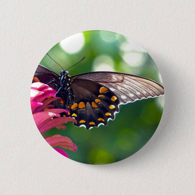 Spicebush Swallowtail 6 Cm Round Badge (Front)