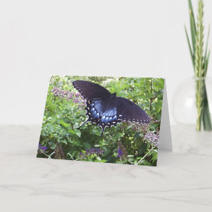 Spicebush Swallowtail Card