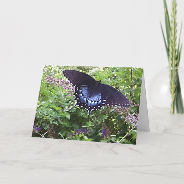 Spicebush Swallowtail Card (Front)