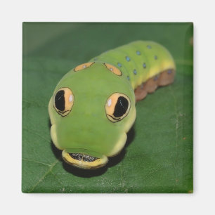 Spicebush Swallowtail caterpillar Magnet