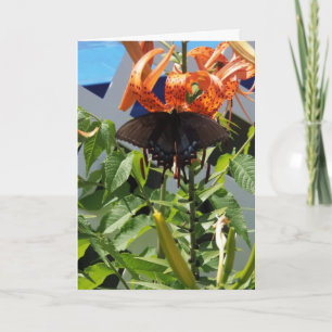 Spicebush Swallowtail/Everyday Miracles Card