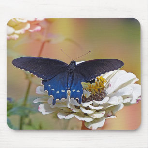 Spicebush Swallowtail Mouse Pad