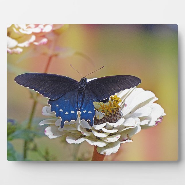 Spicebush Swallowtail Plaque (Front)