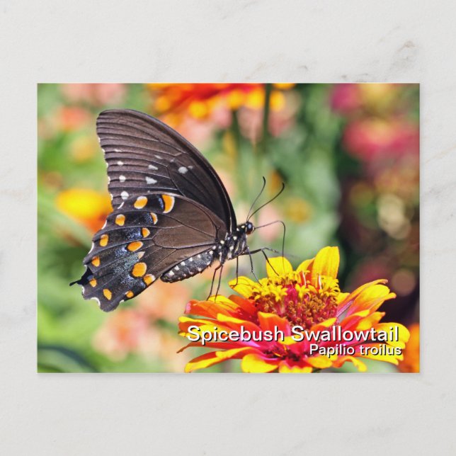 Spicebush Swallowtail Postcard (Front)