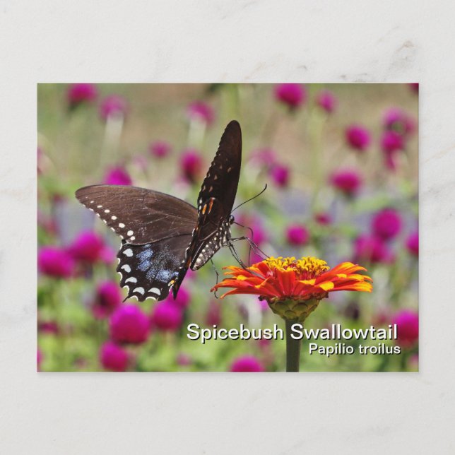Spicebush Swallowtail Postcard (Front)