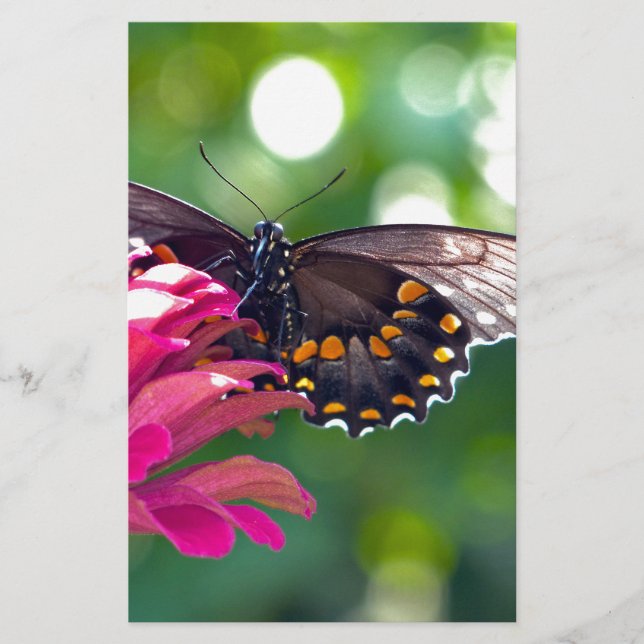 Spicebush Swallowtail Stationery (Front)