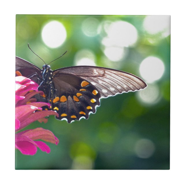 Spicebush Swallowtail Tile (Front)