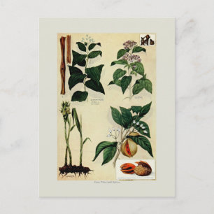 Spices Postcard