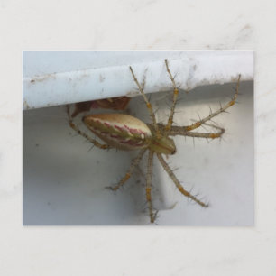 Spider 1 - educatedbrainfart postcard