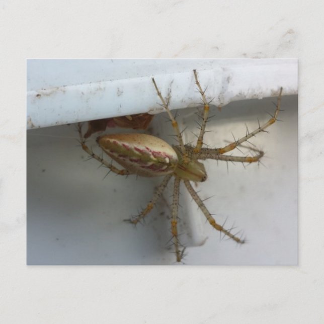 Spider 1 - educatedbrainfart postcard (Front)