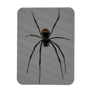 Spider 3"x4" Magnet