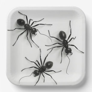 Spider 4-8 Series Cardboard Plates