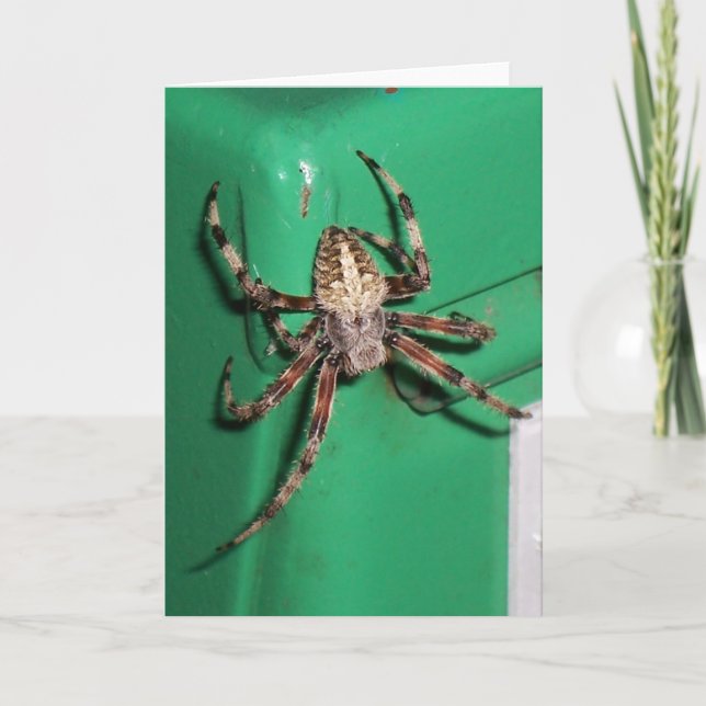 Spider 7704 - Vertical Card (Front)