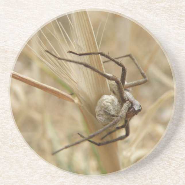 Spider and Egg Sac Coasters (Front)