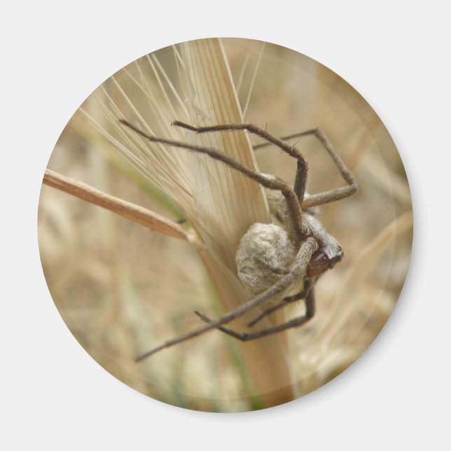 Spider and Egg Sac Magnet (Front)