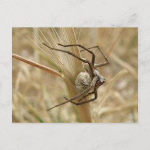 Spider and Egg Sac Postcard