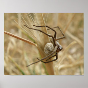 Spider and Egg Sac Print