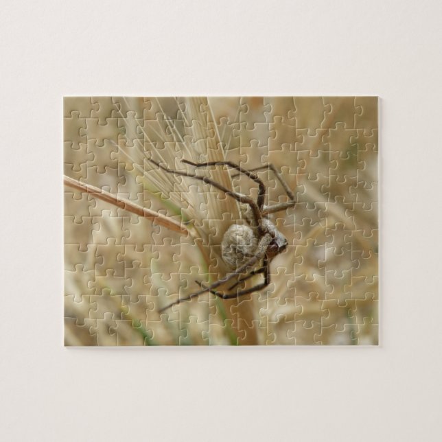 Spider and Egg Sac Puzzle (Horizontal)