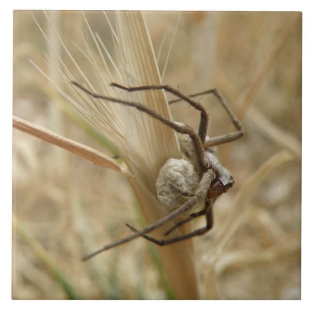 Spider and Egg Sac Tile (Front)