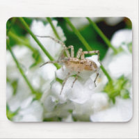 Spider Araneus Mousepad
