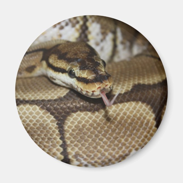 Spider Ball Python Magnet (Front)